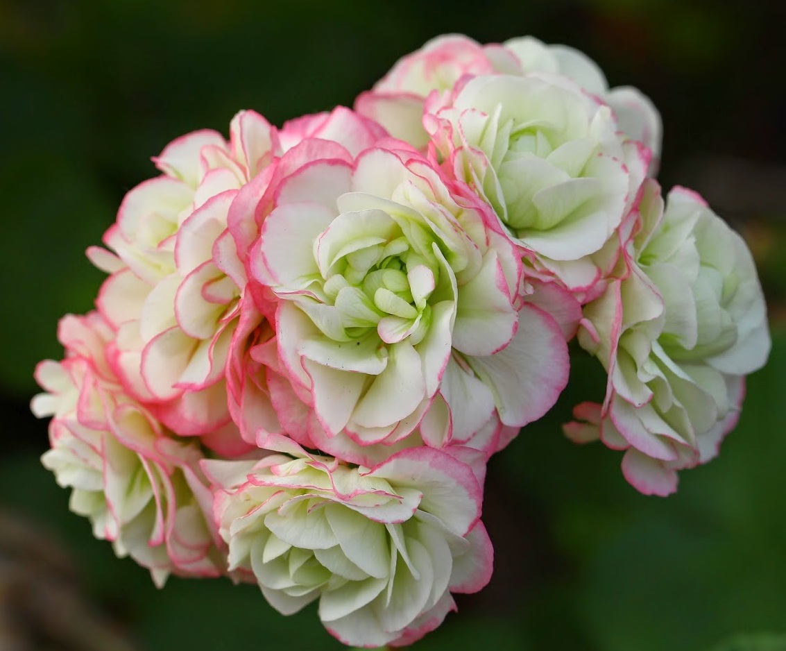 Пеларгония розеб Appleblossom rosebud, (Франция), Р9