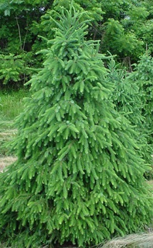 Ель сербская / Picea omorika, С25