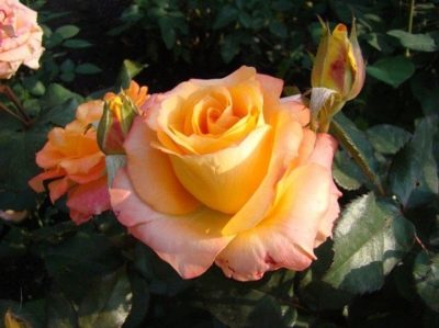 Роза флорибунда Конфети / Rosa Confetti