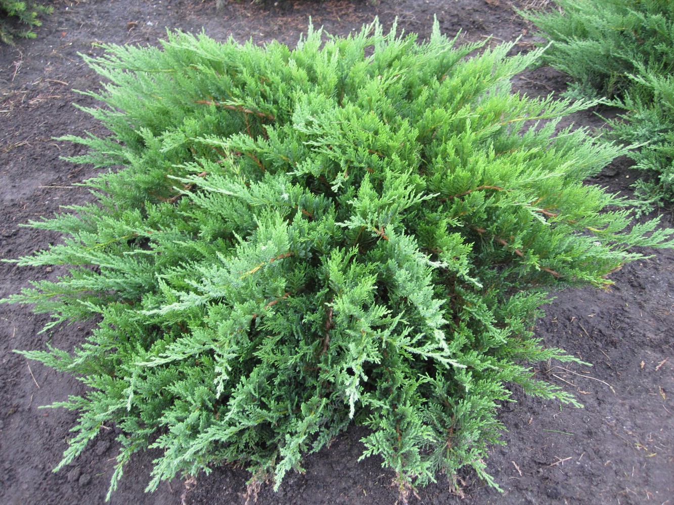 Можжевельник казацкий Тамарсцифолия / Juniperus sabina Tamariscifolia 20-25, С3