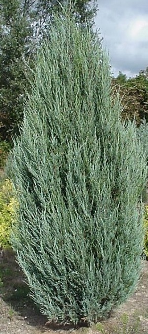 Можжевельник скальный Скайрокет / Juniperus scopulorum Skyrocket, С5