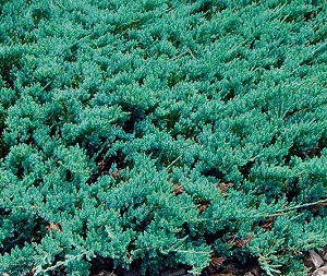 Можжевельник горизонтальный Вилтони / Juniperus horyzontalis Wiltonii 30-40, С2, шт