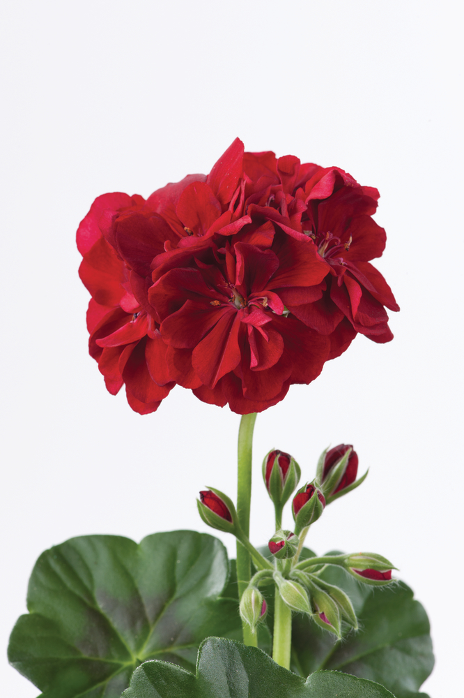 Пеларгония плющ Тоскана Санфлайер Дак Рэд / Pelargonium peltatum Toscana Sunflair Dark Red, Р9