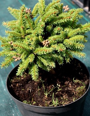 Ель обыкновенная Нидиформис / Picea abies Nidiformis, С10