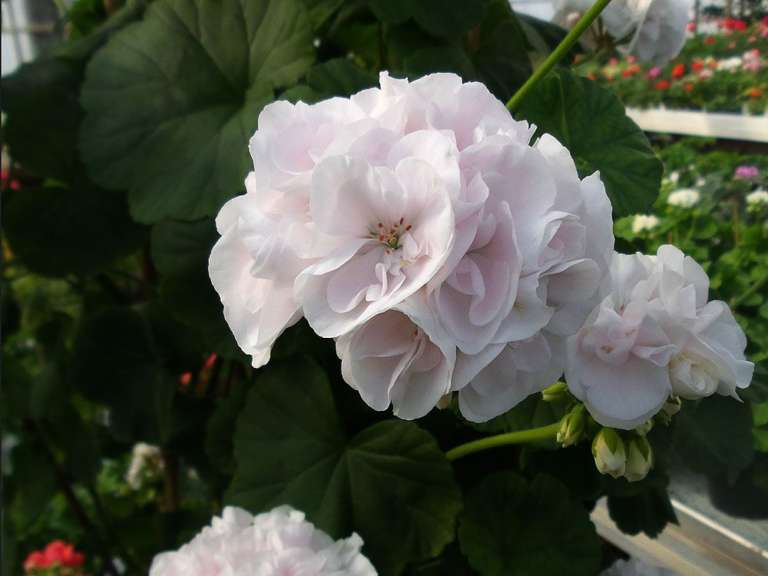 Пеларгония розебудная Принц Николай / Pelargonium rosebud Prins Nikolai, Р9