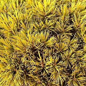 Сосна горная Винтер Голд / Pinus mugo Winter Gold 30-50, С4