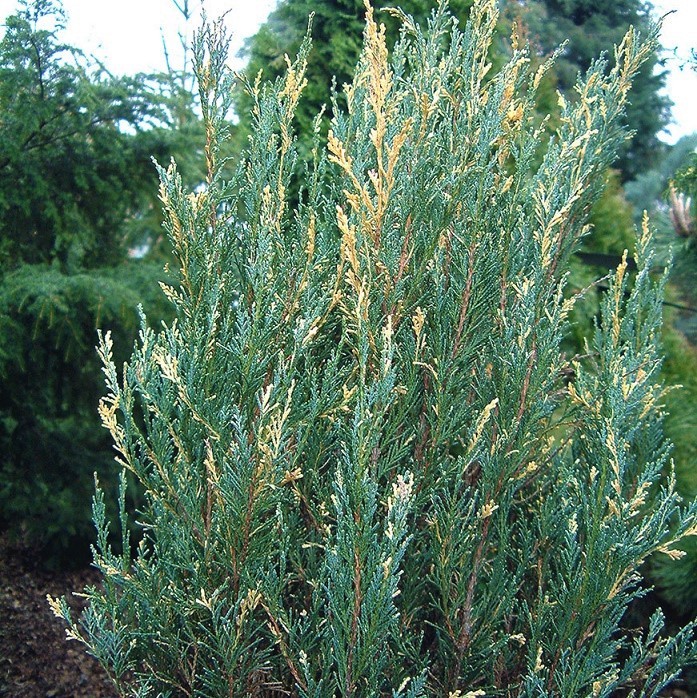 Можжевельник скальный Сильвер Стар / Juniperus scopulorum Silver Star, 30-40, h-3d-0,7, С3, шт