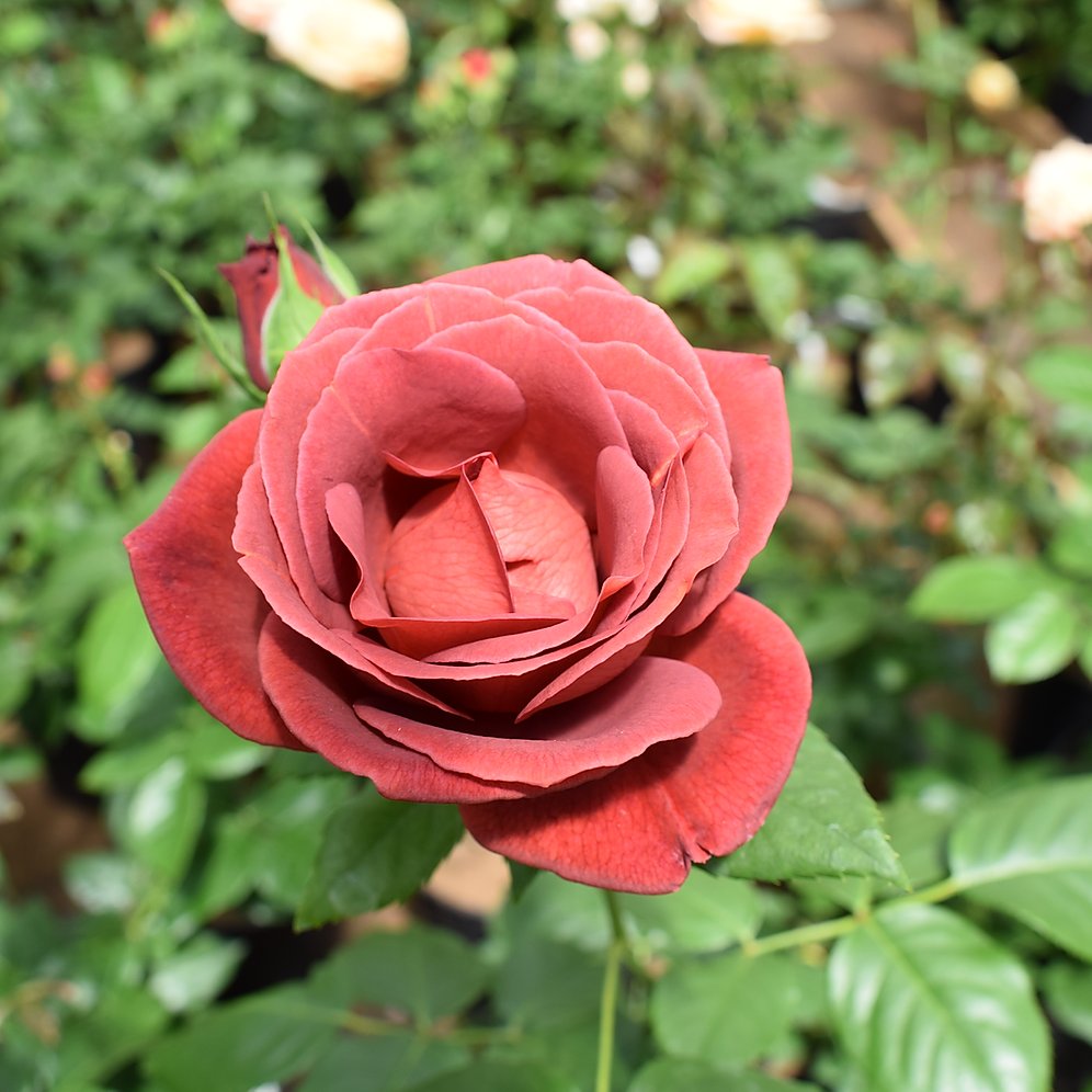 Роза спрей Теракотовый/ Rose Terracotta