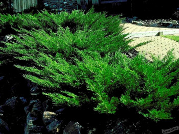Можжевельник казацкий Мас / Juniperus sabina Mas, С5