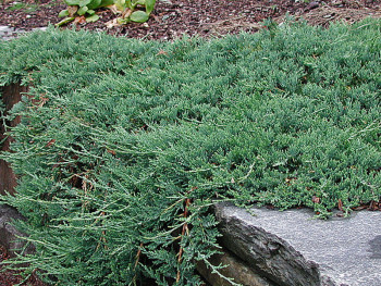 Можжевельник горизонтальный Вилтони / Juniperus horyzontalis Wiltonii 30-40, С5