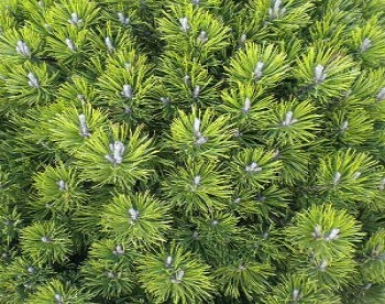 Сосна горная Пумилио / Pinus mugo var. pumilio, С2