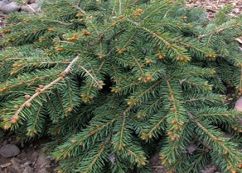 Ель обыкновенная Прокумбенс / Picea abies Procumbens , С7,5, шт
