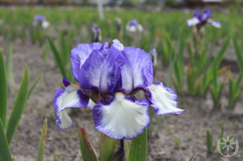 Ирис карликовый / Iris pumila , С2