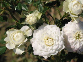 Роза миниатюрная Уайт Барбадос / Rosa miniature White Barbados