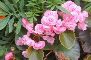      / Begonia semperflorens Doublet  Pink ., 7
