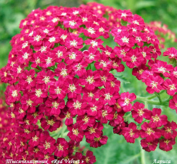 Тысячелистник Флабербест Ред Шейдз /Achillea millefolium Flowerbust Red Shades, С3