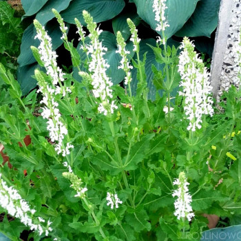 Шалфей дубравный Салют Вайт / Salvia nemorosa Salute White, С1