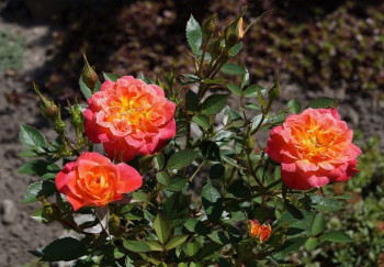 Роза полиантовая Мандарин / Rosa Mandarin