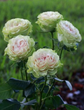 Роза спрей Грин Пинк / Rosa Green-Pink