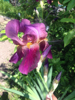     / Iris pumila, 2