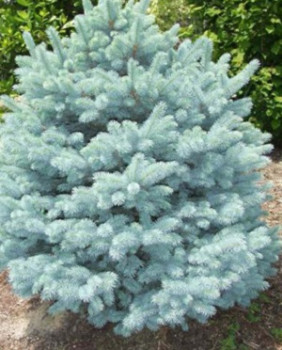    / Picea pungens Maigold 60-80, 35
