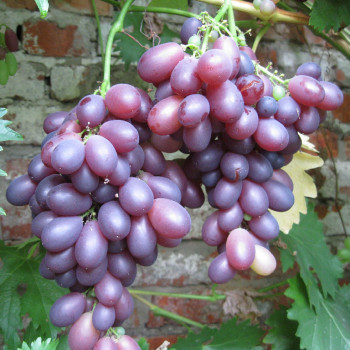   / Bastra grapes, 2