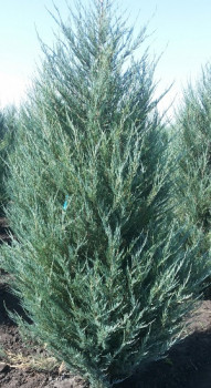 Можжевельник скальный Мунглоу / Juniperus scopulorum Moonglow, С5