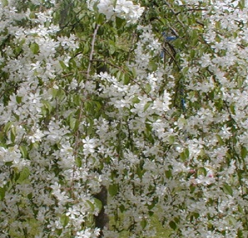 Яблоня сахалинская Пендула / Malus sachalinensis 'Pendula' Ра 180-200, С25, шт