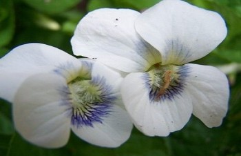 Фиалка мотыльковая  Альбифлора / Viola cucullata Albiflora, С1.5