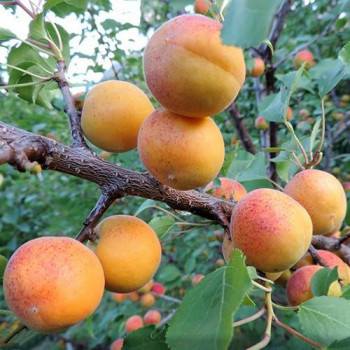   / Prunus armeniaca SARDONIKS, 