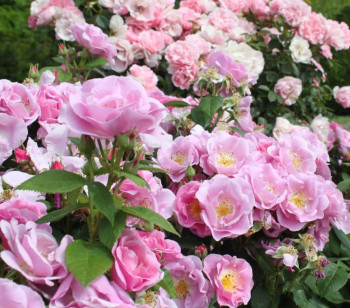 Роза флорибунда Блюбери Хилл / Rosa floribunda Blueberry Hill