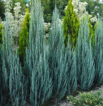     / Juniperus scopulorum Blue Arrow 30-40 3