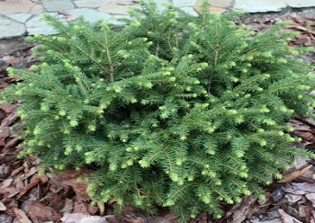 Ель обыкновенная Нидиформис / Picea abies Nidiformis 30-40, С5, шт