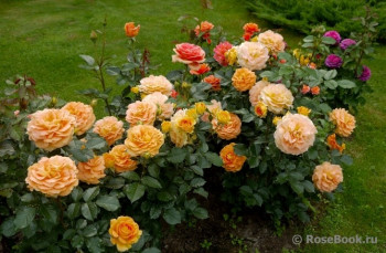 Роза спрей Золотистая (Гольдельзе)/ Rosa Golden