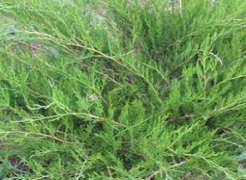 Можжевельник казацкий Аркадия / Juniperus sabina Arcadia, С3