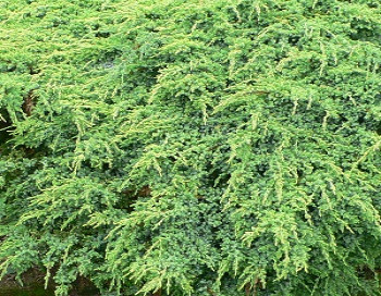 Можжевельник чешуйчатый Холгер / Juniperus squamata Holger 15-20, С3, шт