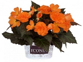  Iconia Portofino Orange, 9, 