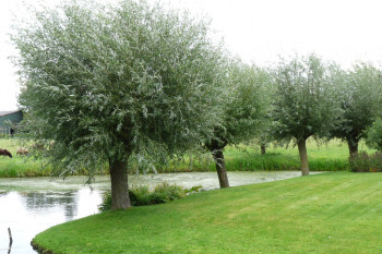    / Salix alba Chermesina, 80-100, h-7-15, 5