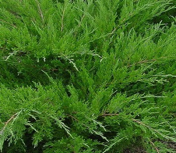 Можжевельник средний Минт Джулеп / Juniperus pfitzeriana Mint Julep, С5