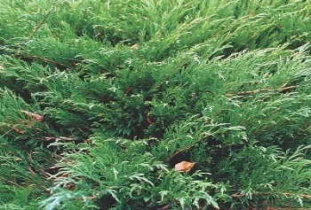 Можжевельник казацкий Мас / Juniperus sabina Mas, С2