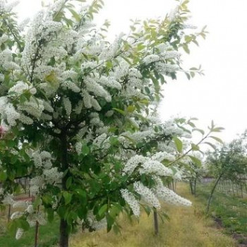    /Prunus padus Nana, 10