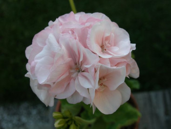 Пеларгония розебудная Квин Ингрид / Pelargonium rosebud Queen Ingrid, Р9