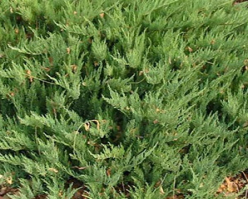 Можжевельник казацкий Тамарсцифолия / Juniperus sabina Tamariscifolia 20-25, С5