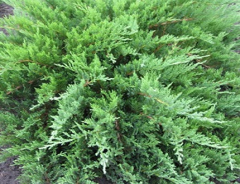 Можжевельник казацкий Там Но Блайт / Juniperus sabina Tam No Blight, С5