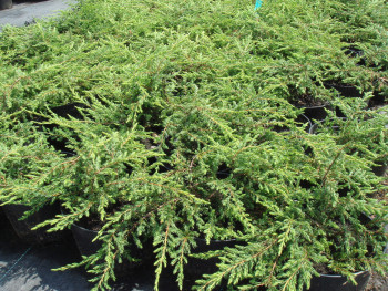 Можжевельник обыкновенный Репанда / Juniperus communis Repanda, С3