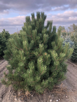 Сосна черная Нигра / Pinus nigra, h-40м, С3, шт