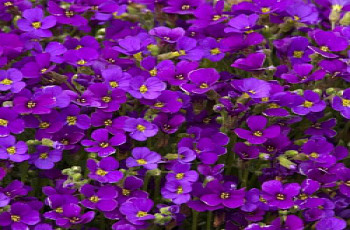     / Aubrieta Adanson Cascade Purple, 9