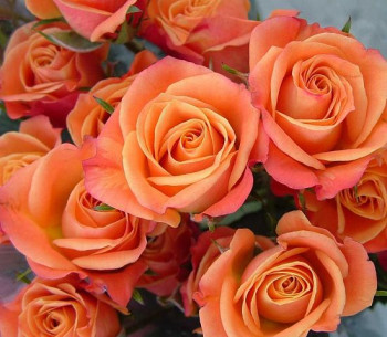 Роза спрей Оранж Беби / Rose Orange Babyflor