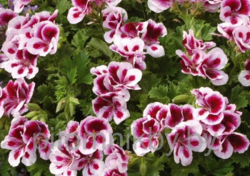     /Pelargonium grandiflorum Candy Flower Bicolor, 9