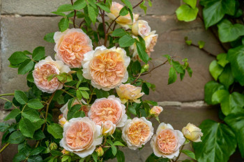 Роза плетистая персиковая пионовидная , С5